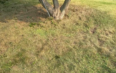 Photo of Michele F.'s yard after getting landscaping in Northford, CT