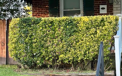 Photo of Christian C.'s yard after getting landscaping in Woodbine, MD