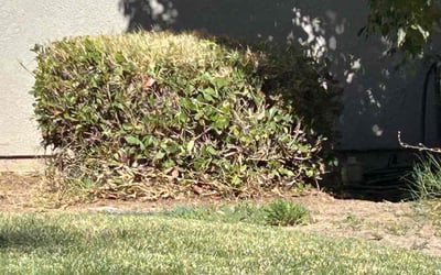 Photo of Jamie D.'s yard after getting landscaping in Fresno, CA