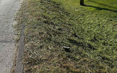 Photo of Anna E.'s yard after getting landscaping in Kansas City, KS
