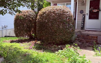 Photo of Matthew R.'s yard after getting landscaping in Kernersville, NC