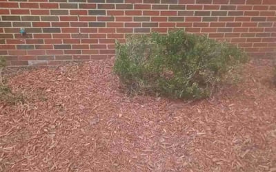 Photo of Cal G.'s yard after getting landscaping in Upper Marlboro, MD
