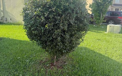 Photo of Josh A.'s yard after getting landscaping in Winter Haven, FL