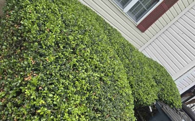 Photo of Nicole W.'s yard after getting landscaping in Capitol Heights, MD