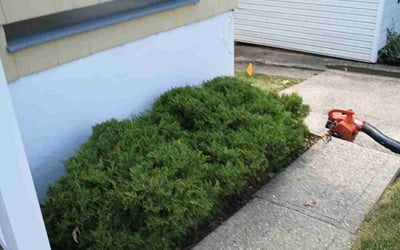 Photo of Skyla H.'s yard after getting landscaping in Verona, KY