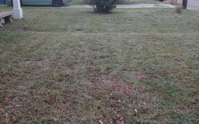 Photo of Michael B.'s yard after getting landscaping in Abbeville, LA