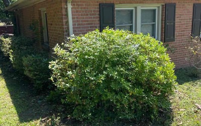Photo of Roy R.'s yard after getting tree care in Williamsburg, VA
