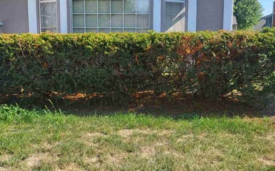 Photo of Andrew F.'s yard after getting landscaping in Breckenridge, MO