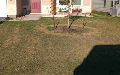 Photo of Kayla M.'s yard after getting landscaping in College Station, TX