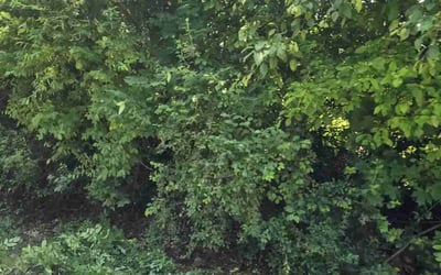 Photo of Jon T.'s yard after getting tree care in Heath, OH