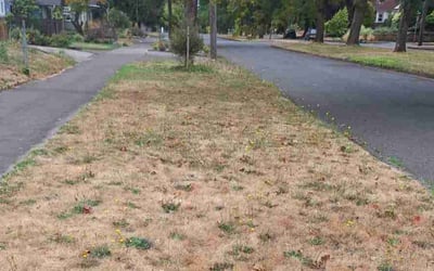 Photo of Dorothy B.'s yard after getting landscaping in Wilsonville, OR