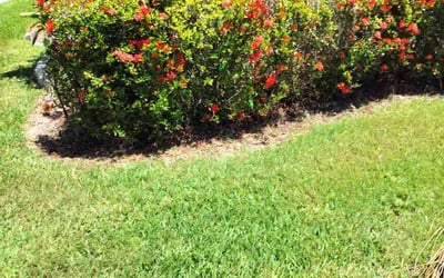 Photo of Jessica B.'s yard after getting landscaping in Saint Petersburg, FL
