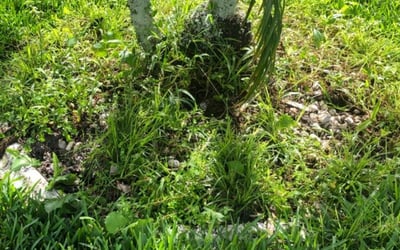 Photo of Matthew S.'s yard after getting landscaping in Mascotte, FL