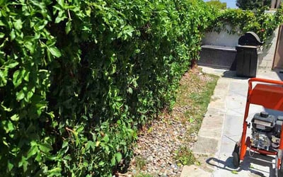 Photo of Carmen P.'s yard after getting tree care in Camarillo, CA