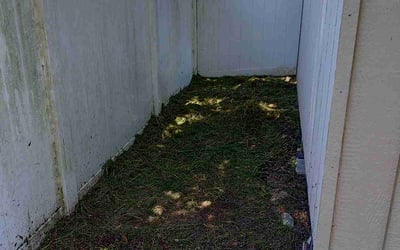 Photo of Domenic A.'s yard after getting tree care in Oviedo, FL