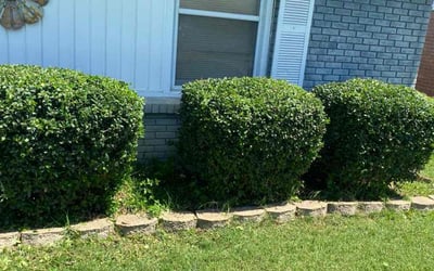 Photo of Judy R.'s yard after getting landscaping in Haltom City, TX