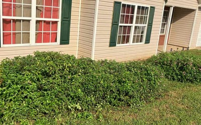 Photo of Kawana M.'s yard after getting tree care in Sharpsburg, GA