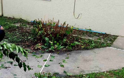 Photo of Stephen M.'s yard after getting landscaping in Killarney, FL