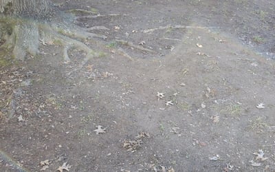 Photo of Barbara M.'s yard after getting landscaping in Smyrna, SC