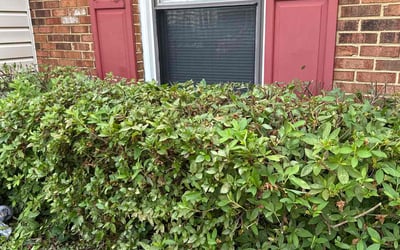 Photo of Stephen N.'s yard after getting landscaping in Virginia Beach, VA