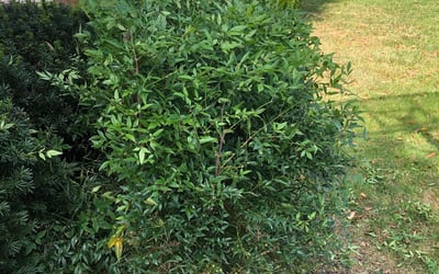 Photo of Carl B.'s yard after getting landscaping in Washington, VA