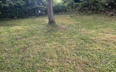 Photo of Wayne M.'s yard after getting landscaping in De Soto, MO
