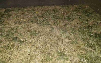 Photo of James K.'s yard after getting landscaping in Stanchfield, MN