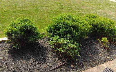 Photo of Michael P.'s yard after getting landscaping in Cresson, TX