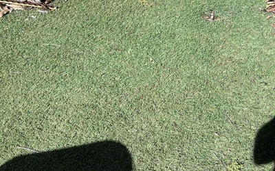 Photo of Deanna A.'s yard after getting tree care in Berkeley, CA