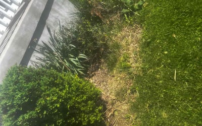 Photo of Enrique C.'s yard after getting landscaping in Falmouth, KY