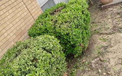 Photo of Andrew F.'s yard after getting landscaping in Okmulgee, OK