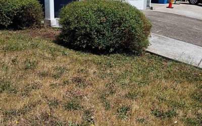 Photo of Ashley W.'s yard after getting landscaping in Battle Ground, WA