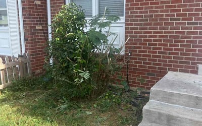Photo of Dwight B.'s yard after getting tree care in Dumfries, VA