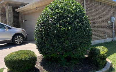 Photo of Tina A.'s yard after getting tree care in Princeton, TX