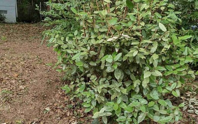 Photo of Charles O.'s yard after getting tree care in Jonesboro, GA