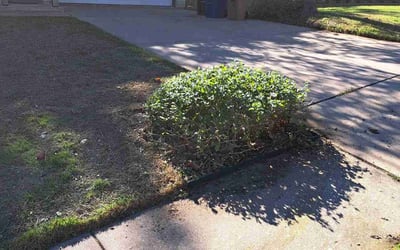 Photo of Zach W.'s yard after getting landscaping in Smithville, TX