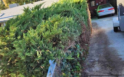 Photo of Jeff M.'s yard after getting landscaping in Kings Beach, CA