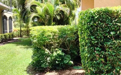 Photo of Jonathan W.'s yard after getting tree care in Altoona, FL