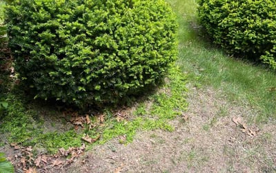 Photo of Mary C.'s yard after getting landscaping in North Dartmouth, MA