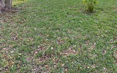 Photo of Michael B.'s yard after getting landscaping in Hallandale, FL