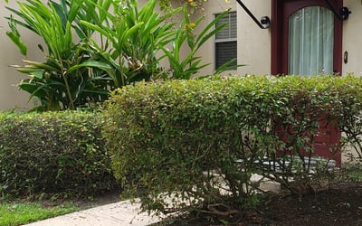 Photo of Thomas B.'s yard after getting landscaping in Geismar, LA