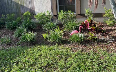 Photo of Amanda S.'s yard after getting landscaping in Tampa, FL
