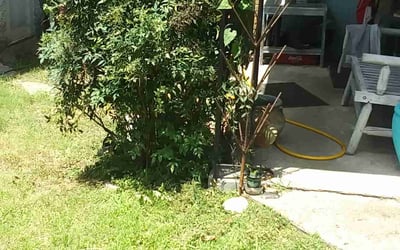 Photo of Sandra H.'s yard after getting landscaping in Cookeville, TN