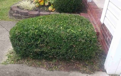 Photo of Bryena D.'s yard after getting tree care in Clover, SC