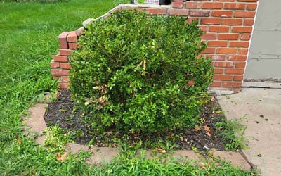Photo of Nick K.'s yard after getting landscaping in Kingston, MO