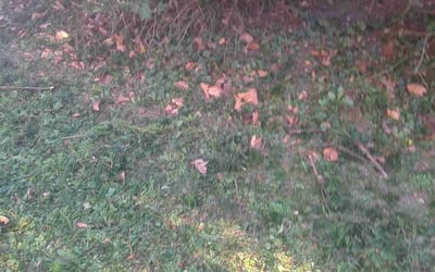 Photo of Brian B.'s yard after getting landscaping in Richwood, OH