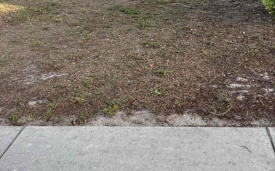 Photo of Christine B.'s yard after getting landscaping in Spring Hill, FL