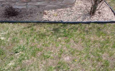 Photo of Steve H.'s yard after getting tree care in Elk River, MN