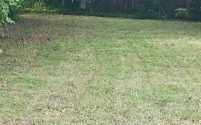 Photo of Amber T.'s yard after getting landscaping in Euclid, OH
