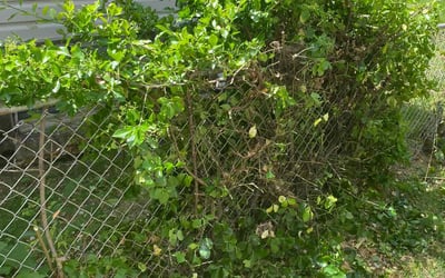 Photo of Jessica S.'s yard after getting landscaping in La Plata, MD